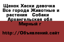 Щенок Хаски девочка - Все города Животные и растения » Собаки   . Архангельская обл.,Мирный г.